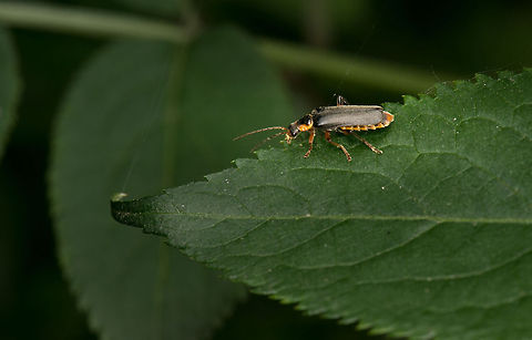 Cantharis nigricans (soldier beetle) One of the many species of Soldier Beetles with black elytra Cantharidae,Cantharis,Cantharis nigricans,Europe,Grey sailor beetle,Macro,Netherlands,Slabroek,Uden