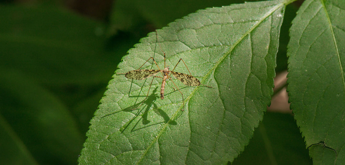 Crane Fly with patterned wings, Uden, the Netherlands I am yet unable to identify the exact species, but what stands out from this one is its distinct patterns on the wings, which is something I haven&#039;t seen before on a Crane fly. Epiphragma ocellare,Europe,Macro,Netherlands,Slabroek,Uden
