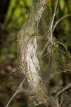 Yponomeuta spp. in oak tree, Uden, Netherlands The caterpillars of the Oak Processionary are slowly moving into Northern Europe due to the rising temperatures. They are considered a plague due to their irritating bristles, which cause irritation (or worse) on human skin. In the Netherlands, in most urban areas they are actively removed, yet you may encounter them in a forest. Europe,Macro,Netherlands,Slabroek,Uden