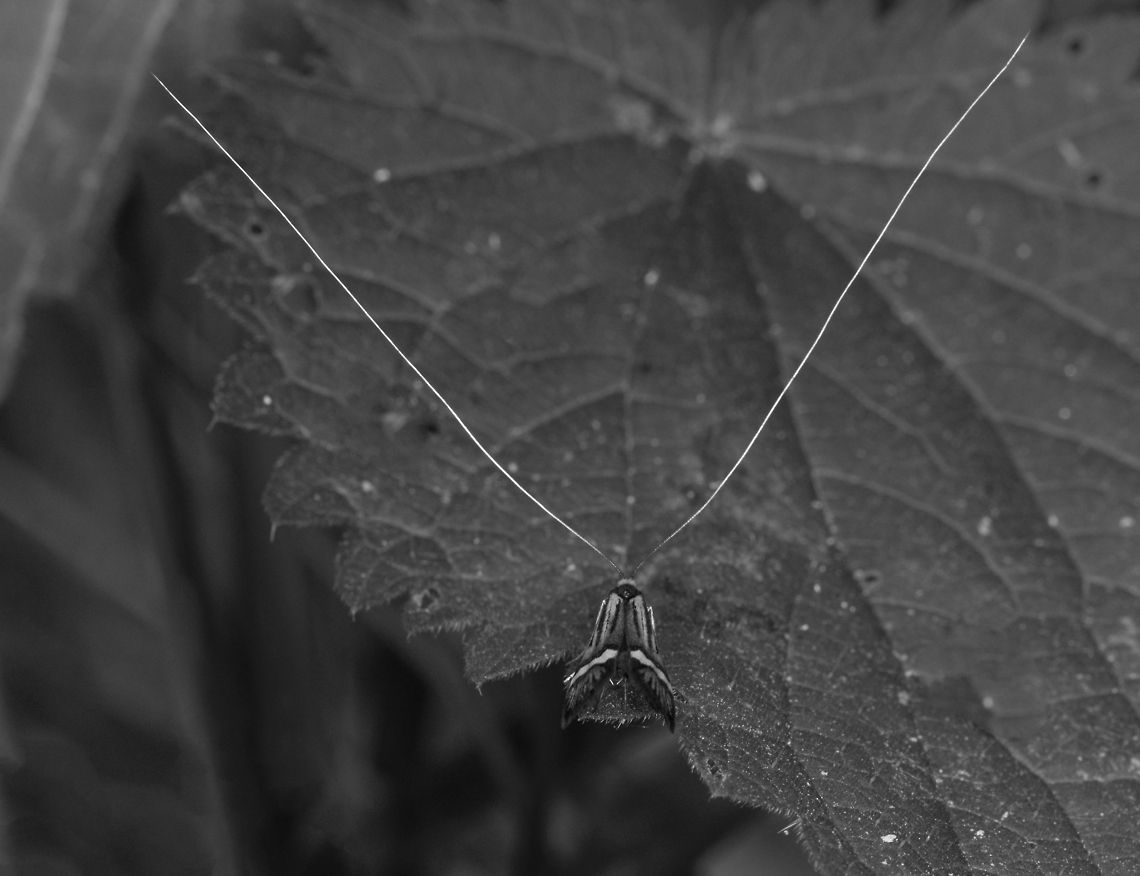 Male Longhorn moth (B&W), Uden, Netherlands  Europe,Longhorn Moth,Macro,Nemophora degeerella,Netherlands,Slabroek,Uden