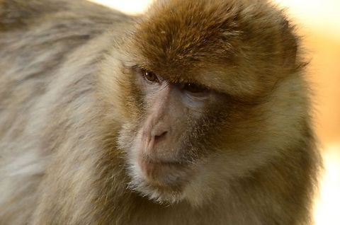 Female Berber Monkey closeup Closeup of a female Berber Monkey in the Rhenen zoo. Berber Monkey,Mammals,Monkeys,Primates,Rhenen Zoo