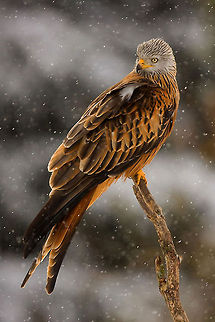 Red Kite in blizzard A fine example of how gorgeous nature can be. Many thanks to @Henrik Just. Accipitriformes,Birds,Kite,Milvus milvus,Red Kite,Sweden