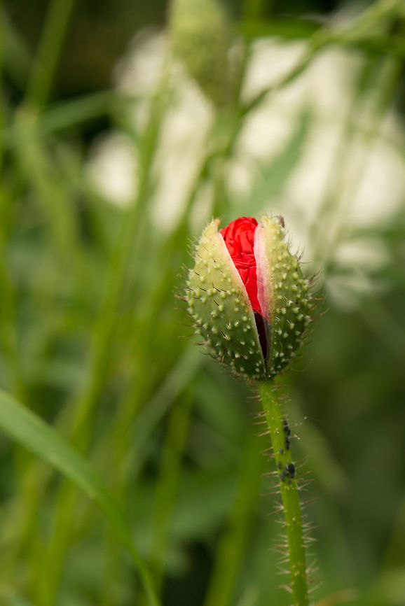 Poppy about to pop, Uden, Netherlands  Europe,Macro,Netherlands,Papaver rhoeas,Slabroek,Uden