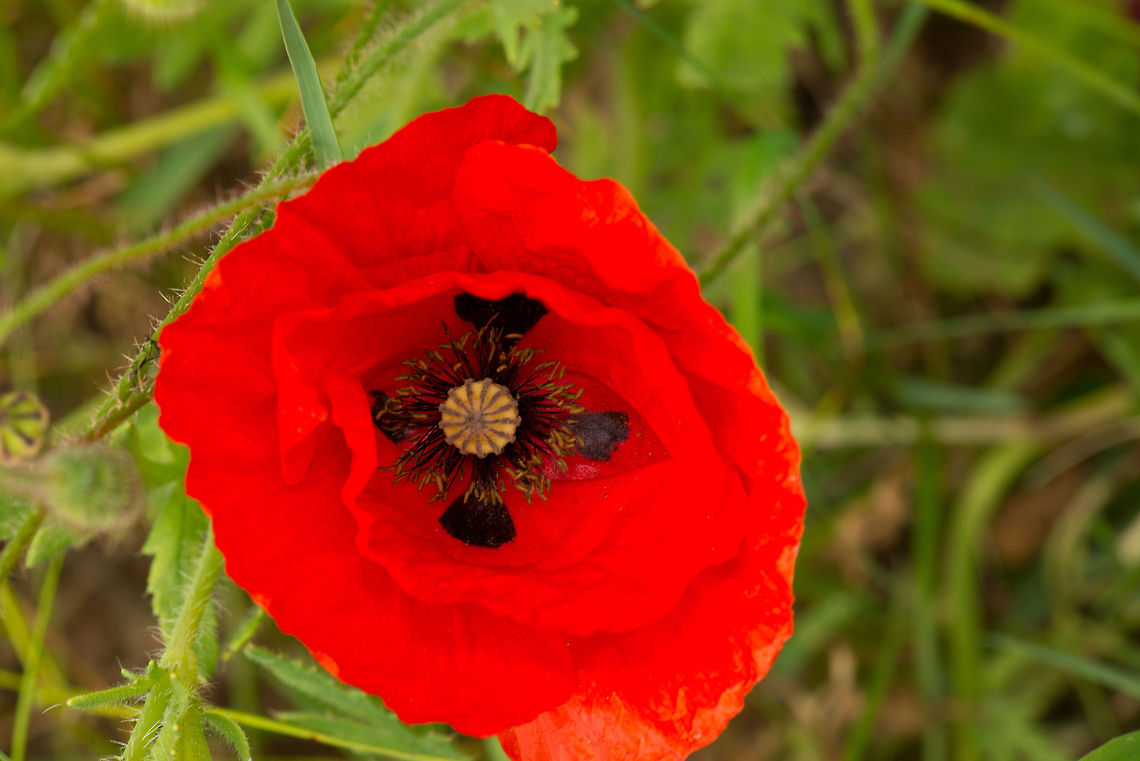 Papaver rhoeas top view, Uden, Netherlands  Europe,Macro,Netherlands,Papaver rhoeas,Slabroek,Uden