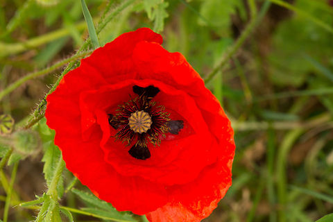 Papaver rhoeas top view, Uden, Netherlands  Europe,Macro,Netherlands,Papaver rhoeas,Slabroek,Uden