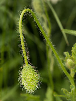 Papaver rhoeas bending under its own weight, Uden, Netherlands Half bloom:
http://www.jungledragon.com/image/17800/poppy_about_to_pop_uden_netherlands.html

Full bloom:
http://www.jungledragon.com/image/17801/papaver_rhoeas_top_view_uden_netherlands.html

All captured in the same location and time. Europe,Macro,Netherlands,Papaver rhoeas,Slabroek,Uden