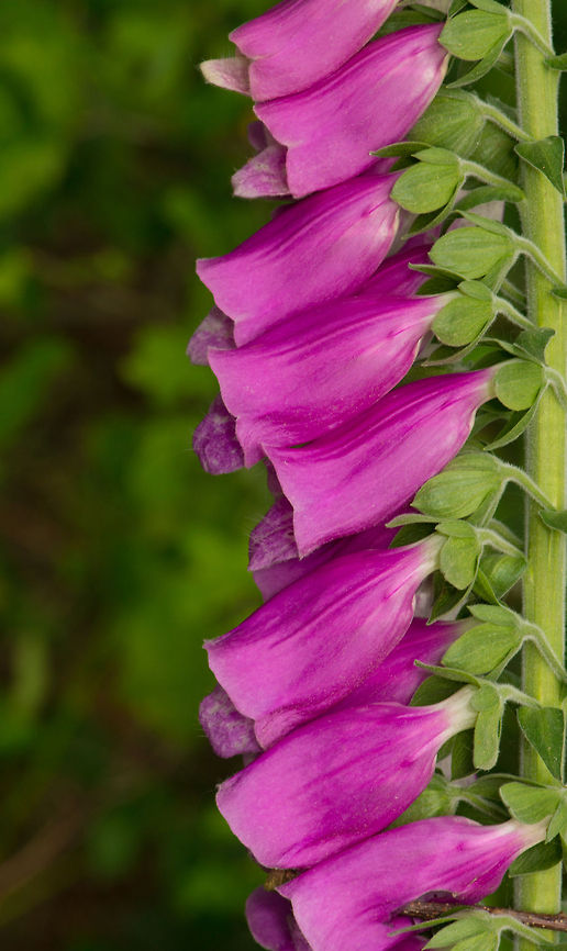 Foxglove side view, Uden, Netherlands  Common Foxglove,Digitalis purpurea,Europe,Macro,Netherlands,Slabroek,Uden