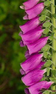 Foxglove side view, Uden, Netherlands  Common Foxglove,Digitalis purpurea,Europe,Macro,Netherlands,Slabroek,Uden