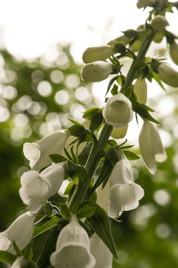 Common Foxglove (white), Uden, Netherlands This would be a so-called "garden escape", as white foxgloves normally do not appear in the wild. Common Foxglove,Digitalis purpurea,Europe,Macro,Netherlands,Slabroek,Uden