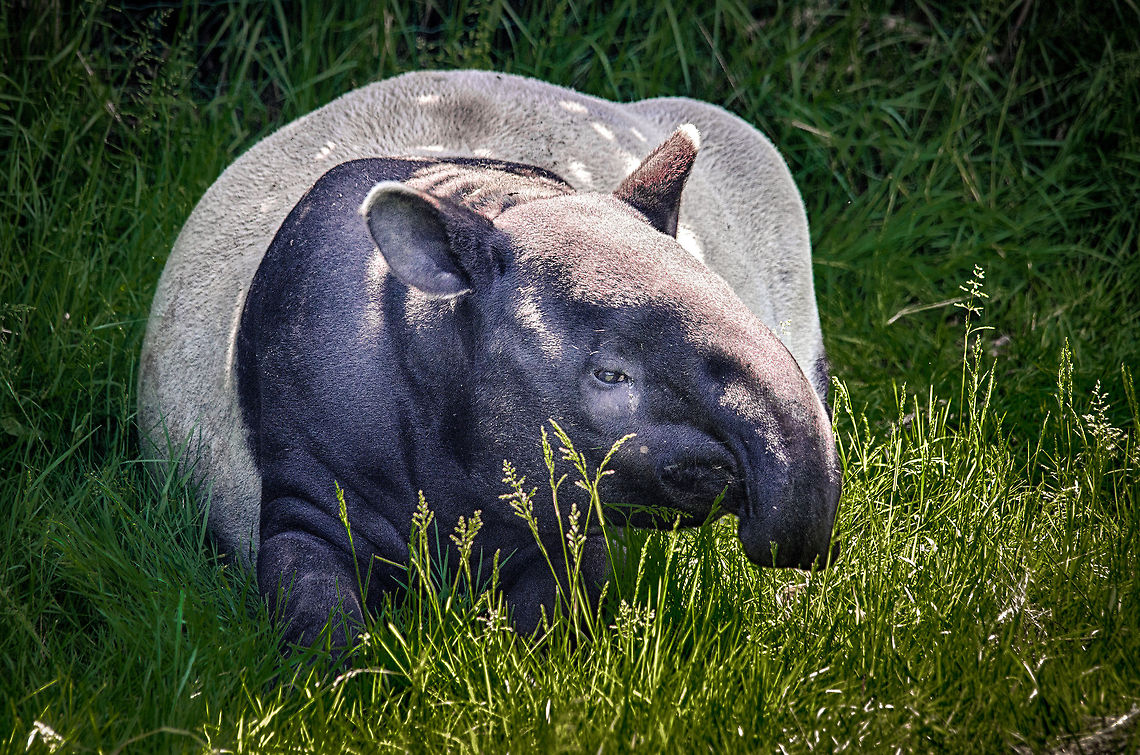 Malayan Tapir resting in grass, Zoo Parc Overloon I had to go HDR on this one, as the grass was severely overexposed whilst the tapir was underexposed. Europe,Geotagged,HDR,Netherlands,The Netherlands,Zoo Parc Overloon