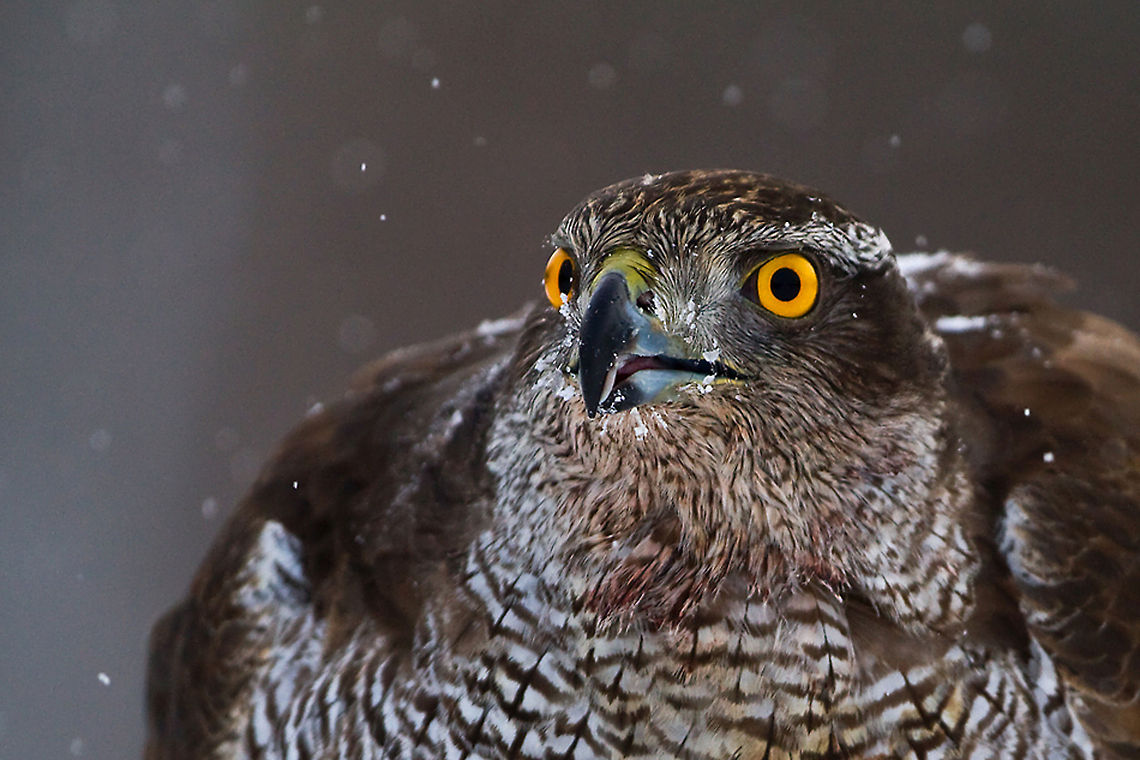 Northern Goshawk epic stare Courtesy of @Henrik Just Accipiter gentilis,Accipitriformes,Birds,Hawk,Northern Goshawk,Sweden