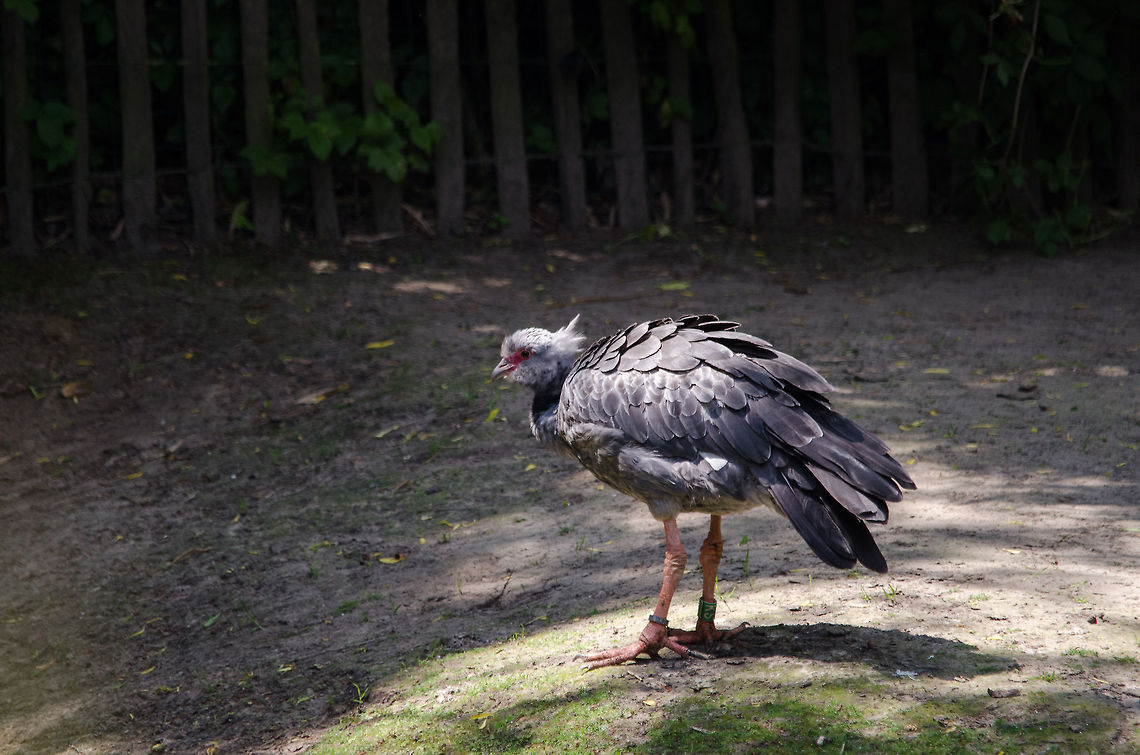 Southern Screamer, Zoo Parc Overloon  Chauna torquata,Europe,Netherlands,Southern Screamer,Zoo Parc Overloon