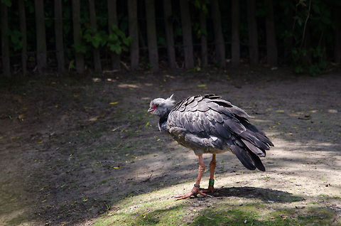Southern Screamer, Zoo Parc Overloon  Chauna torquata,Europe,Netherlands,Southern Screamer,Zoo Parc Overloon