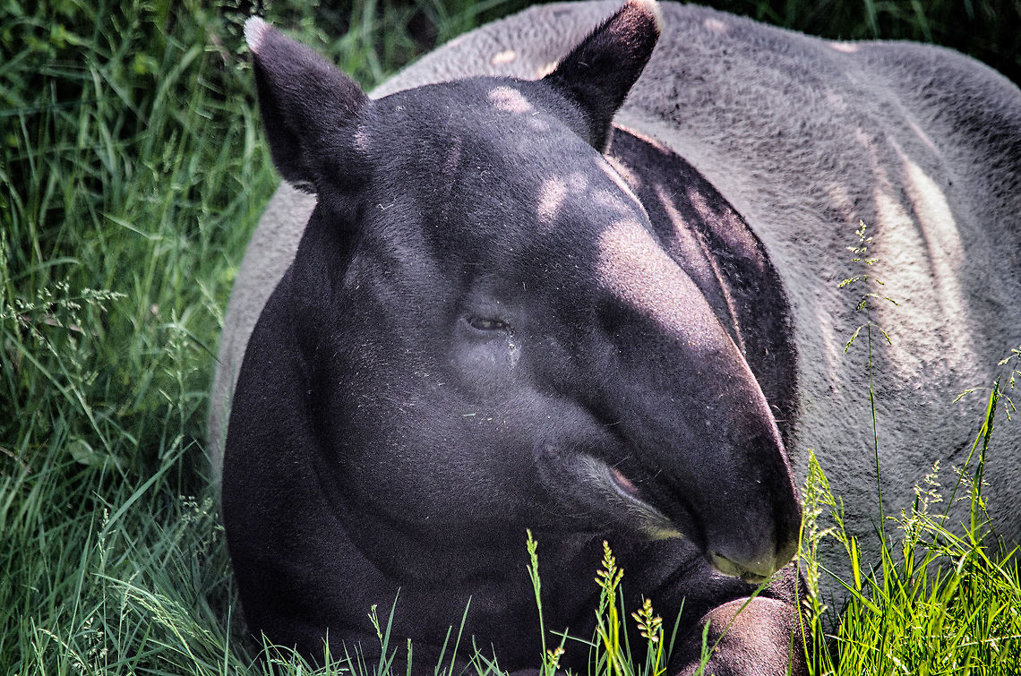Malayan Tapir closeup, Zoo Parc Overloon  Europe,Malayan Tapir,Netherlands,Tapirus indicus,Zoo Parc Overloon