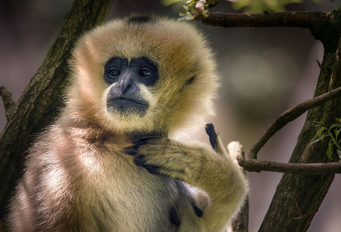 Female Northern white-cheeked gibbon makes shocking mobster signal to photographer  Europe,Netherlands,Nomascus leucogenys,Northern white-cheeked gibbon,Zoo Parc Overloon