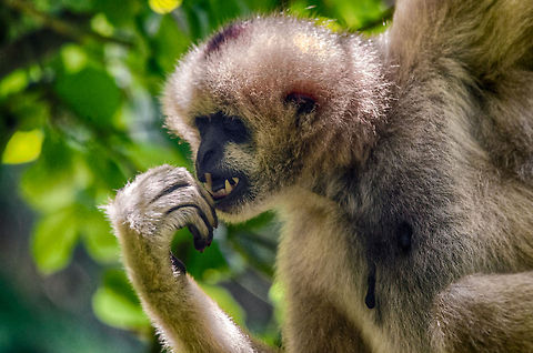 Northern white-cheeked gibbon, Zoo Parc Overloon  Europe,Netherlands,Nomascus leucogenys,Northern white-cheeked gibbon,Zoo Parc Overloon
