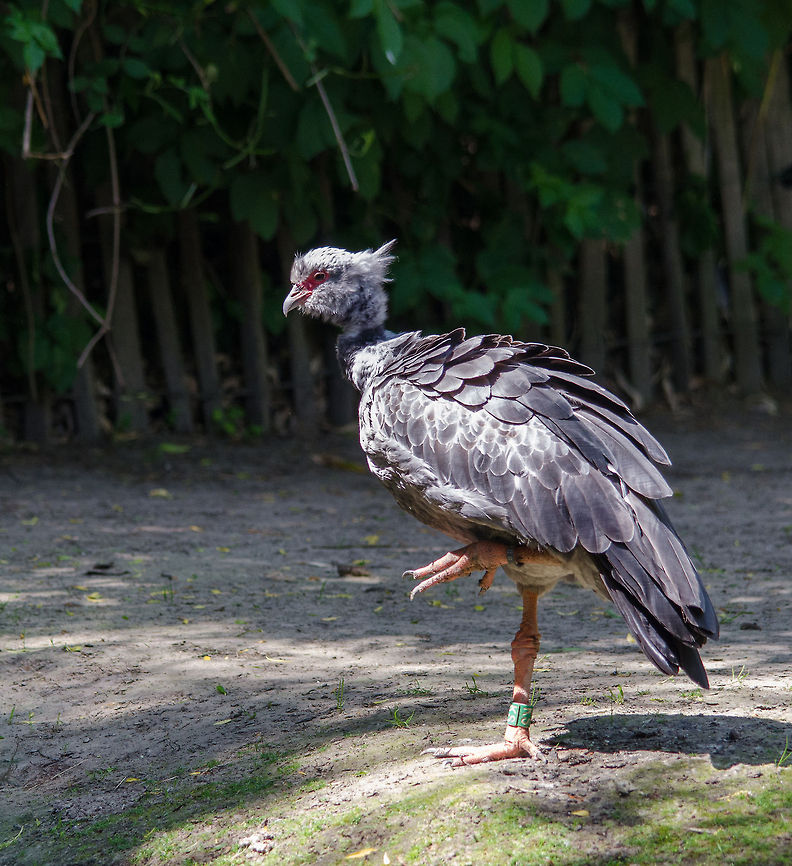 Southern Screamer imitating flamingo, Zoo Parc Overloon  Chauna torquata,Europe,Netherlands,Southern Screamer,Zoo Parc Overloon