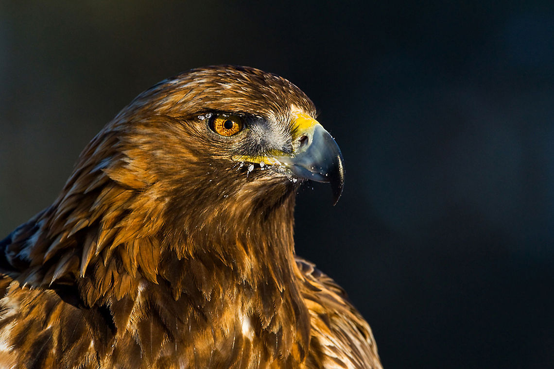 Golden Eagle on the lookout Fantastic detail and colour in this capture of the Golden Eagle by @Henrik Just. Accipitriformes,Aquila chrysaetos,Birds,Closeup,Eagle,Golden Eagle,Sweden