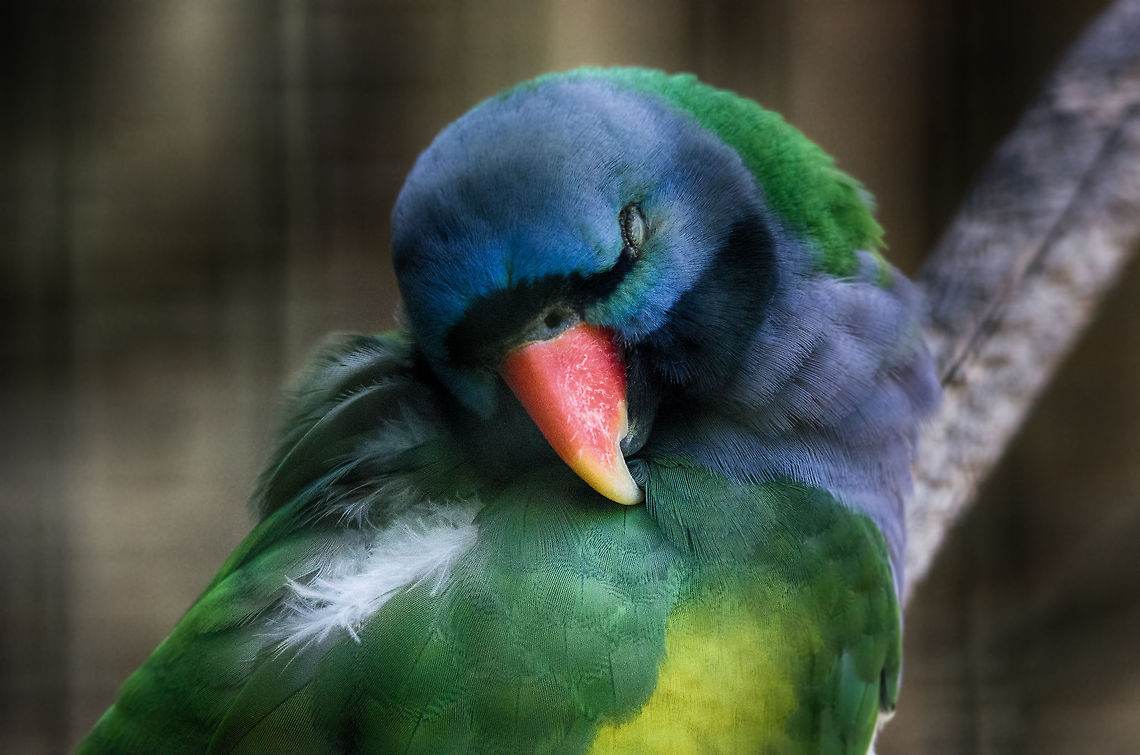 Lord Derby's parakeet in Zoo Parc Overloon A rare and very large parakeet, easily confused with a parrot. This one is a male, as females and youngster have a black beak. They are very social birds, living in groups of 10-40 birds. In dutch, they are called the &quot;China Parakeet&quot;, not sure why. Europe,Lord Derby's parakeet,Netherlands,Psittacula derbiana,Zoo Parc Overloon