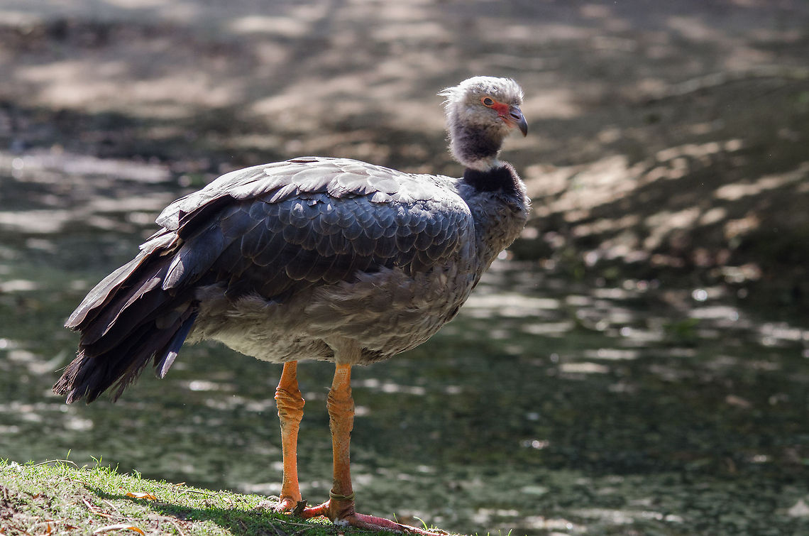 Southern Screamer fully grown, Zoo Parc Overloon  Chauna torquata,Europe,Netherlands,Southern Screamer,Zoo Parc Overloon
