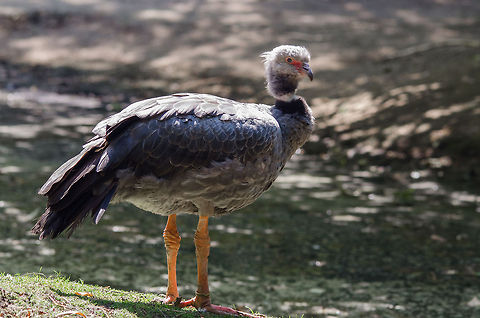 Southern Screamer fully grown, Zoo Parc Overloon  Chauna torquata,Europe,Netherlands,Southern Screamer,Zoo Parc Overloon