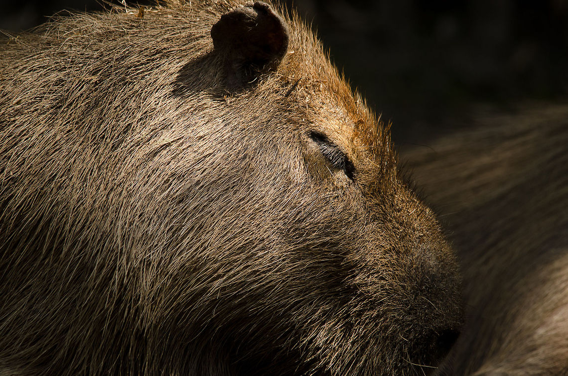 Sleepy Capybara in Zoo Parc Overloon The world's largest rodent needs sleep too. Here's one less sleepy, swimming amidst caiman in Brazil:<br />
<figure class="photo"><a href="https://www.jungledragon.com/image/2728/capybara_swims_amongst_caimans.html" title="Capybara swims amongst caimans"><img src="https://s3.amazonaws.com/media.jungledragon.com/images/2/2728_thumb.jpg?AWSAccessKeyId=05GMT0V3GWVNE7GGM1R2&Expires=1770854410&Signature=G4l2RPRWsx6Jc%2FO1KFIU53eZ80c%3D" width="200" height="134" alt="Capybara swims amongst caimans A Capybara, the world's largest rodent, swims amongst a shore full of caiman unimpressed. These two species are not in direct competition with each other given the abundance of food. Brazil,Caiman,Capybara,Pantanal" /></a></figure> Capybara,Europe,Hydrochoerus hydrochaeris,Netherlands,Zoo Parc Overloon