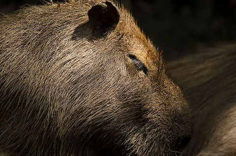 Sleepy Capybara in Zoo Parc Overloon The world's largest rodent needs sleep too. Here's one less sleepy, swimming amidst caiman in Brazil:
http://www.jungledragon.com/image/2728/capybara_swims_amongst_caimans.html Capybara,Europe,Hydrochoerus hydrochaeris,Netherlands,Zoo Parc Overloon