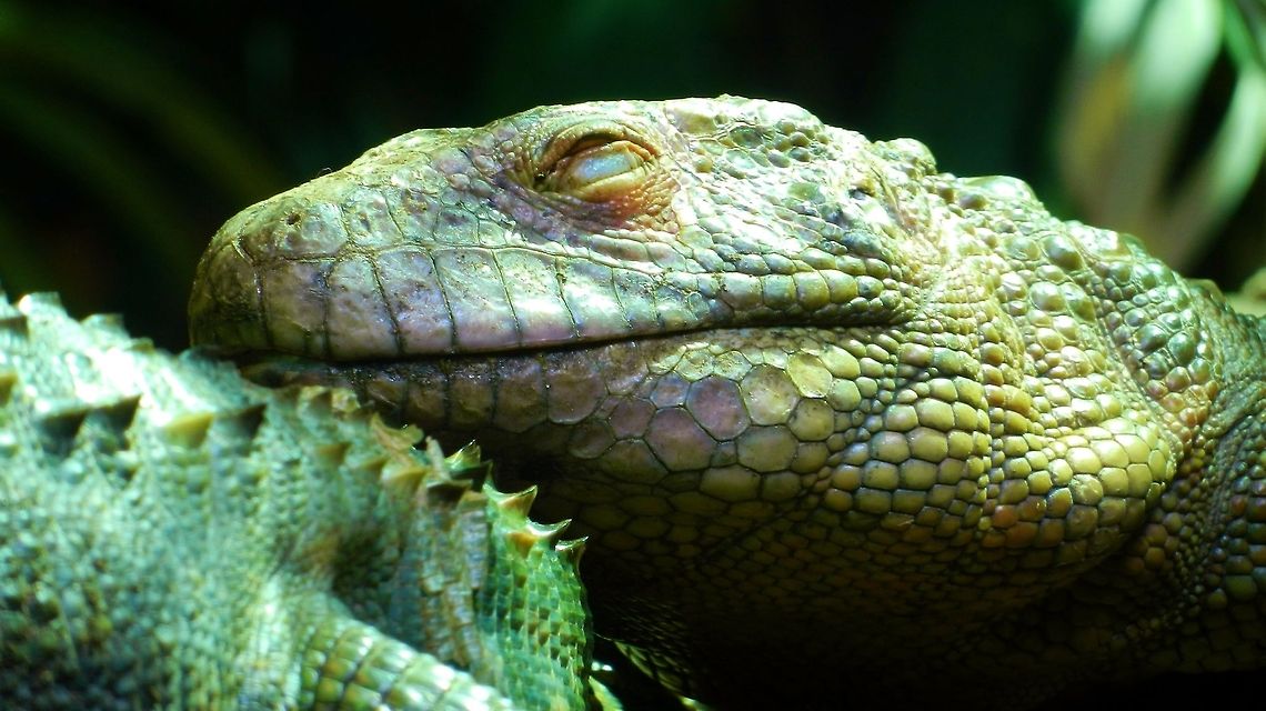 Frilled Lizard (Chalamydosaurus kingii) Uploaded with permission of Tom Verrijk, one of my coworkers who captured this lizard in the Denver zoo.  Chalamydosaurus kingii,Chlamydosaurus kingii,Frill-necked lizard,Frilled Lizard,Lizard,Reptiles,Squamata