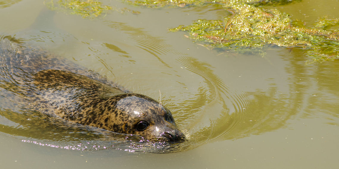 Common Seal sliding through water, Zoo Parc Overloon  Europe,Harbor (common) seal,Netherlands,Phoca vitulina,Zoo Parc Overloon