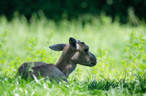 Newborn Goitered Gazelle, Zoo Parc Overloon  Europe,Gazella subgutturosa,Goitered Gazelle,Netherlands,Zoo Parc Overloon