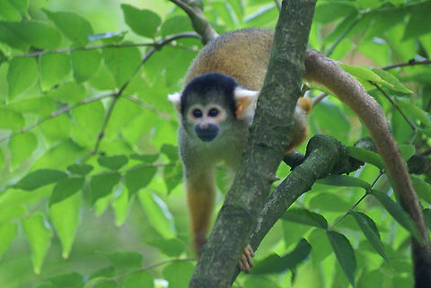 Black-capped squirrel monkey A Black-capped squirrel monkey, normally native to South America, in the Apenheul primate park in the Netherlands. Cool thing about this park: many primates are free to mingle with visitors, not restricted by inner cages. Apenheul,Black-capped Squirrel Monkey,Monkeys,Saimiri boliviensis,The Netherlands
