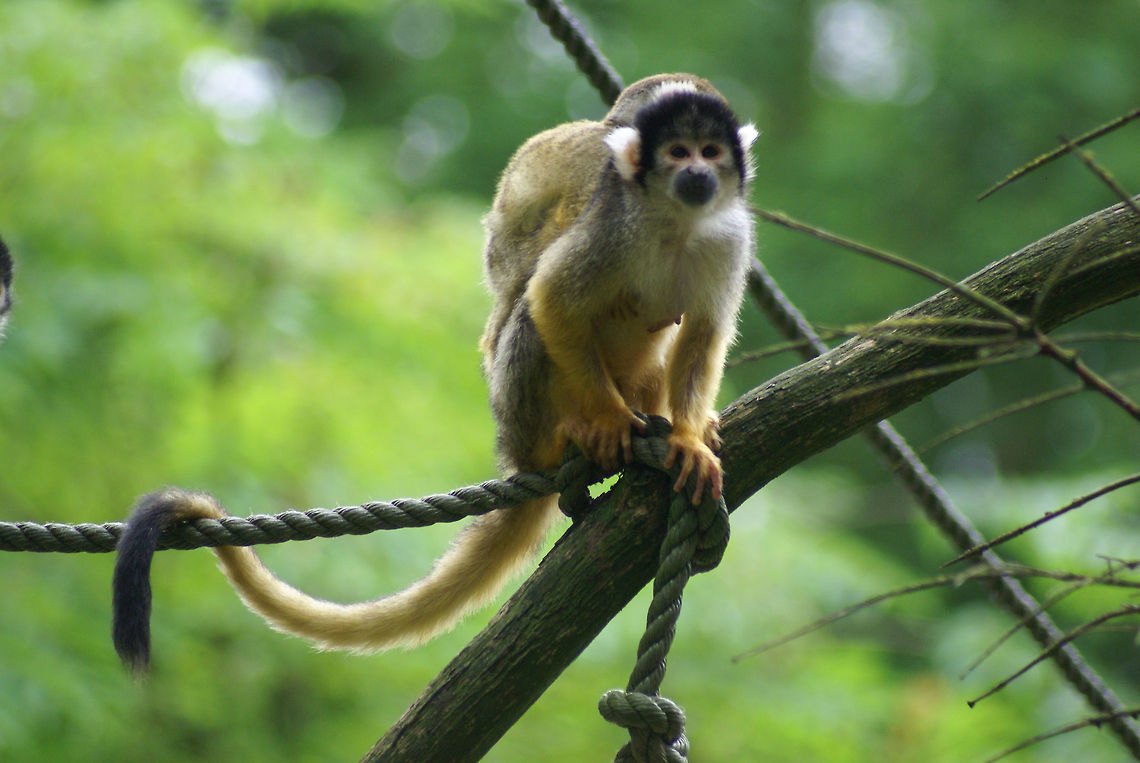 Black-capped Squirrel Monkey mother and baby As taken in the Apenheul primate park, the Netherlands. Notice her exceptionally long tail. Apenheul,Black-capped Squirrel Monkey,Monkeys,Saimiri boliviensis,The Netherlands