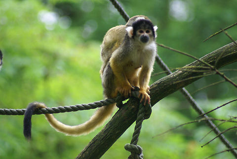 Black-capped Squirrel Monkey mother and baby As taken in the Apenheul primate park, the Netherlands. Notice her exceptionally long tail. Apenheul,Black-capped Squirrel Monkey,Monkeys,Saimiri boliviensis,The Netherlands