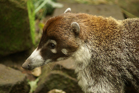 Coati sideview Sideview of a Coati, also called the Brazilian Aardvark, a type of raccoon native to many parts of South America. They eat everything and are commonly found in urban areas to scoop some human trash. Apenheul,Brazilian Aardvark,Coati