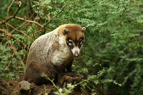 Coati in the forest Coati looking very unimpressed at awesome camera man. Apenheul,Brazilian Aardvark,Coati,Raccoons