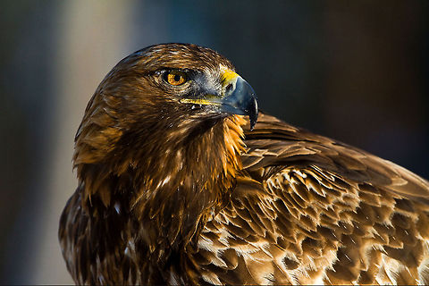 Golden Eagle closeup Look at that beacon and those eyes, a bird designed for speed and accuracy. Awesome shot by @Henrik Just. Accipitriformes,Aquila chrysaetos,Birds,Closeup,Eagle,Golden Eagle