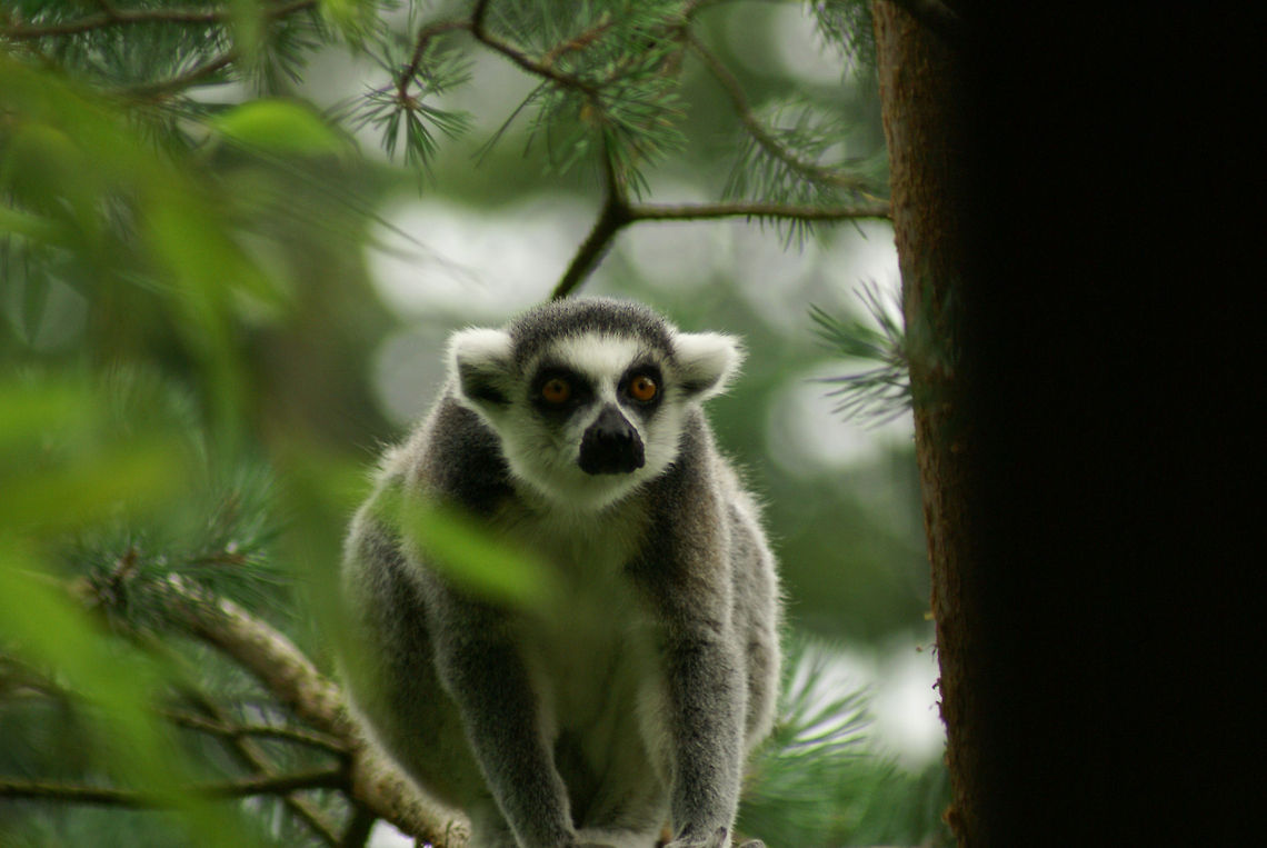 Ring-tailed lemur (Lemur catta) A lemur in the Apenheul primate park, the Netherlands. Apenheul,Lemur,Lemur catta,Ring-tailed lemur,The Netherlands