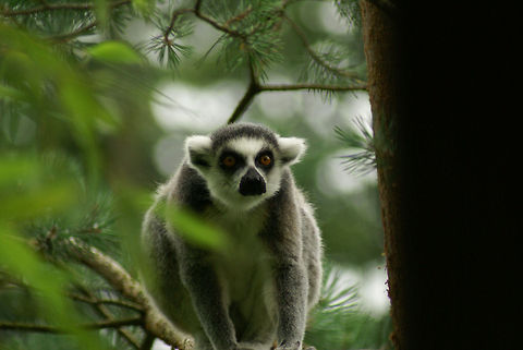 Ring-tailed lemur (Lemur catta) A lemur in the Apenheul primate park, the Netherlands. Apenheul,Lemur,Lemur catta,Ring-tailed lemur,The Netherlands