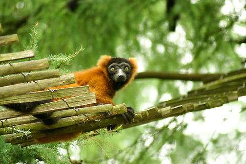 Red Ruffed Lemur (Varecia rubra)  A red ruffed lemur (Varecia rubra)  on his air bridge in the Apenheul primate park, the Netherlands. Apenheul,Lemur,Monkeys,Red Ruffed Lemur,Red ruffed lemur,The Netherlands,Varecia rubra
