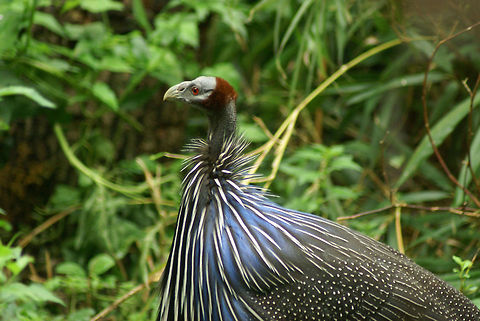 Vulturine Guinea Fowl (Acryllium vulturinum) Captured in the Apenheul, the Netherlands. Acryllium vulturinum,Apenheul,The Netherlands,Vulturine Guinea Fowl