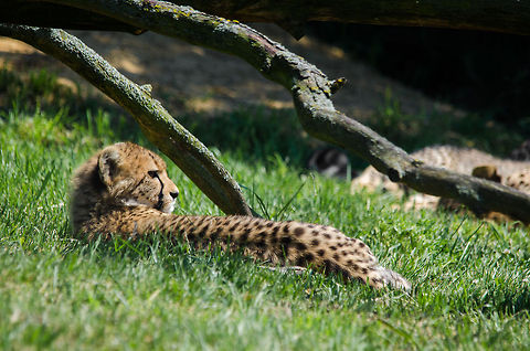 Cheetah resting in rare dutch sun, Zoo Parc Overloon  Acinonyx jubatus,Cheetah,Europe,Netherlands,Zoo Parc Overloon
