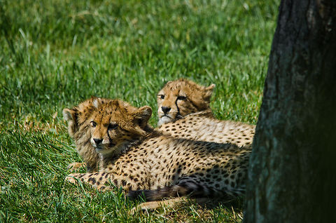 Cheetah cubs in Zoo Parc Overloon  Acinonyx jubatus,Cheetah,Europe,Netherlands,Zoo Parc Overloon