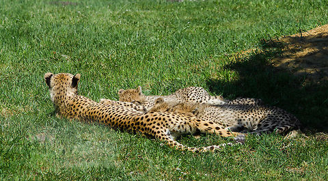 Three cheetah cubs drinking at mother, Zoo Parc Overloon  Acinonyx jubatus,Cheetah,Europe,Netherlands,Zoo Parc Overloon