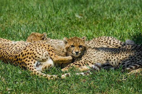 Cheetah cub taking a break from mother's milk, Zoo Parc Overloon  Acinonyx jubatus,Cheetah,Europe,Netherlands,Zoo Parc Overloon