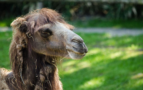 Dromedary Camel portrait, Zoo Parc Overloon  Camelus dromedarius,Dromedary camel,Europe,Netherlands,Zoo Parc Overloon