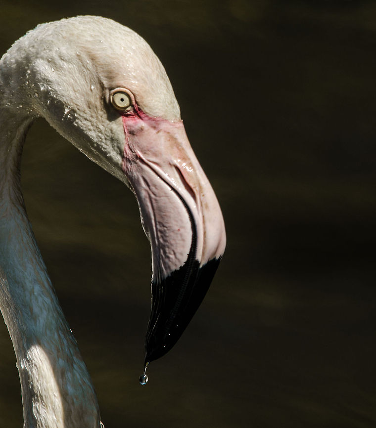 European Flamingo portrait in Zoo Parc Overloon To feed, they turn their beak upside down under water to &quot;filter&quot; for food. Europe,Greater Flamingo,Netherlands,Phoenicopterus roseus,Zoo Parc Overloon