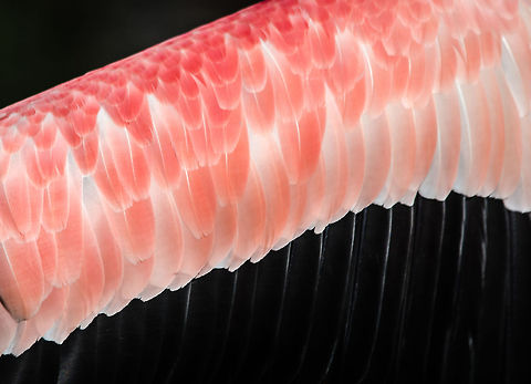 European Flamingo wing pattern, Zoo Parc Overloon A closeup view of one stretched wing belonging to a European Flamingo. The strength of the pink color depends on their diet. For this species, it does not depend on algae, instead the color is largely dictated by the crustaceans they eat.

More wing closeups here: http://www.jungledragon.com/list/35/birds_of_a_feather.html Europe,Greater Flamingo,Netherlands,Phoenicopterus roseus,Zoo Parc Overloon