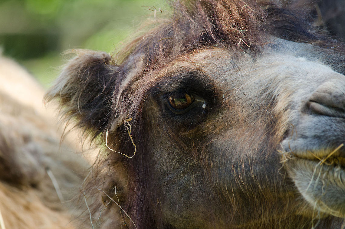 Dromedary camel  Camelus dromedarius,Dromedary camel,Europe,Netherlands,Zoo Parc Overloon
