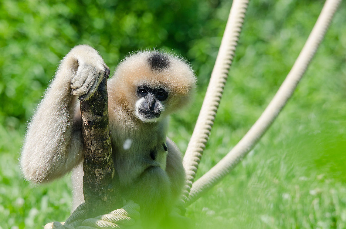 Northern white-cheeked gibbon rope master in Zoo Parc Overloon  Europe,Netherlands,Nomascus leucogenys,Northern white-cheeked gibbon,Zoo Parc Overloon