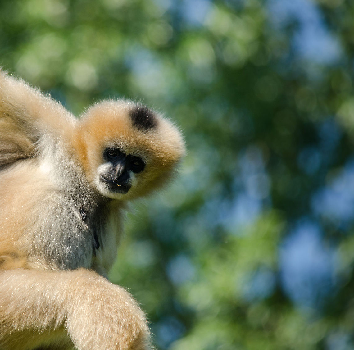 Northern white-cheeked gibbon showing off, Zoo Parc Overloon  Europe,Netherlands,Nomascus leucogenys,Northern white-cheeked gibbon,Zoo Parc Overloon